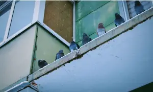 Gołębie siedzą na śnieżnym parapecie. Zastanawiasz się, jak odstraszyć gołębie? Może te ptaki dadzą Ci pomysł.