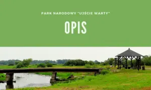 Kiedy powstał park narodowy Ujście Warty? Zaskakujące fakty o jego historii