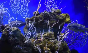 Skuteczne metody na usunięcie glonów z ozdób akwariowych