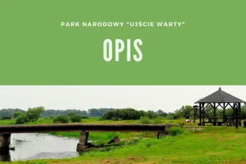 Kiedy powstał park narodowy Ujście Warty? Zaskakujące fakty o jego historii