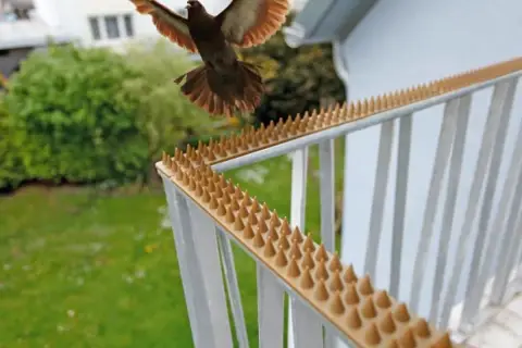 Kolce na balustradzie to skuteczny sposób, jak odstraszyć wróble i inne ptaki od siadania na balkonie.