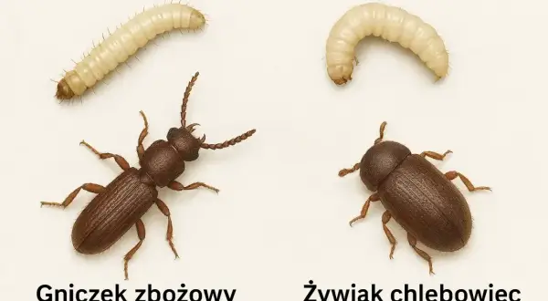 Dwa małe robaczki: larwa i dorosły żywiak chlebowiec obok gniczka zbożowego.
